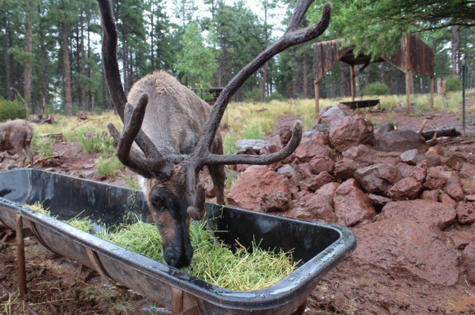 Reindeer in August